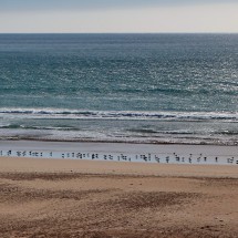 Birds on the Beach of Aghroud